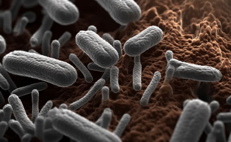 Lactobacillus Ferment – Thành phần quan trọng trong mặt nạ căng cơ Hàn Quốc