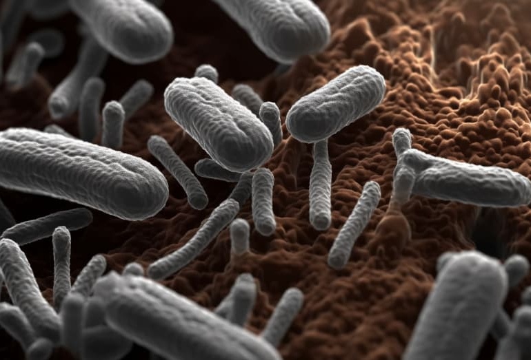 Lactobacillus Ferment – Thành phần quan trọng trong mặt nạ căng cơ Hàn Quốc