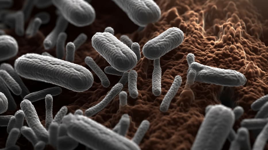 Lactobacillus Ferment – Thành phần quan trọng trong mặt nạ căng cơ Hàn Quốc